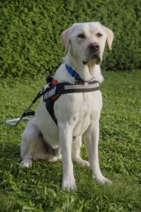 Na sliki je pes vodič, bel labradorec, z oprsnico in vodilom